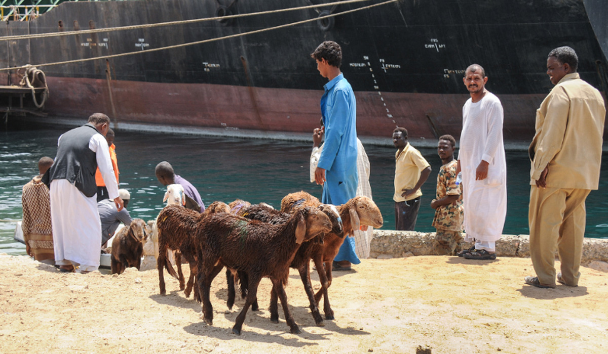 15,800 sheep drown as Sudan ship sinks